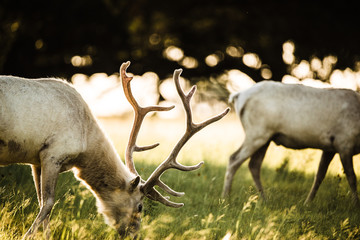 Elk