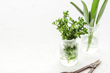 Healing herbs in glasses on white background copy space