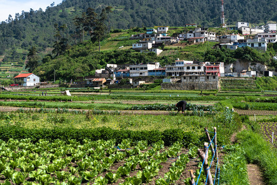 El campesino est&aacute; sembrando nuevas plantas en el campo.