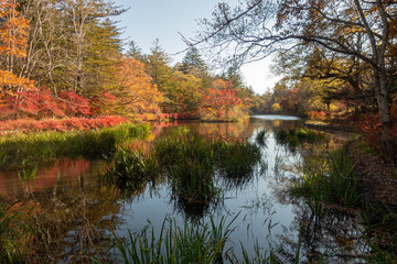 紅葉した軽井沢の雲場池