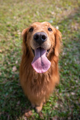 Happy golden retriever in the grass outdoors