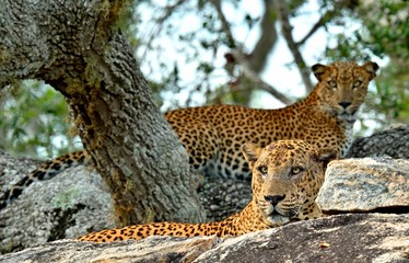 Leopards on a stone. The Sri Lankan leopard (Panthera pardus kotiya) male and female. Yala National Park. Sri Lanka.