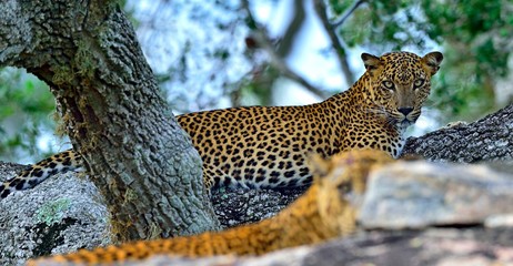 Leopards on a stone. The Sri Lankan leopard (Panthera pardus kotiya) male and female. Yala National...