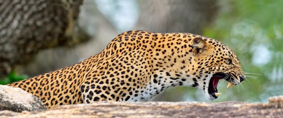 Le léopard rugit. Léopard sur une pierre. Le léopard du Sri Lanka (Panthera pardus kotiya) femelle. Parc national de Yala. Sri Lanka