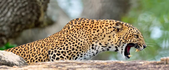 Selbstklebende Fototapete Leopard Leopard brüllt. Leopard auf einem Stein. Das Weibchen des srilankischen Leoparden (Panthera pardus kotiya). Yala-Nationalpark. Sri Lanka