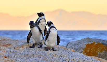 African penguins (spheniscus demersus) The African penguin on the shore in  evening twilight above...