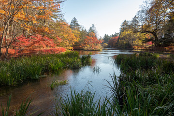 紅葉した軽井沢の雲場池