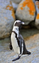 Obraz premium African penguins (spheniscus demersus) go ashore from the ocean at evening twilight. African penguin (spheniscus demersus) at the Boulders colony. South Africa.