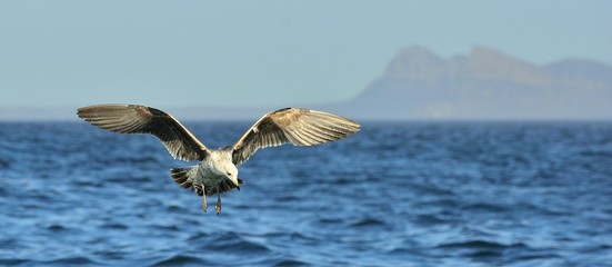 Flying Juvenile Kelp gull (Larus dominicanus), also known as the Dominican gull and Black Backed Kelp Gull. False Bay, South Africa