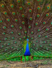 Fototapeta premium Portrait of beautiful peacock with feathers out. The Indian peafowl or blue peafowl (Pavo cristatus). Yala National Park. Sri Lanka