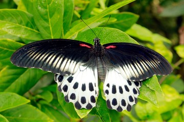 Male Blue Mormon (Papilio polymnestor) large swallowtail butterfly