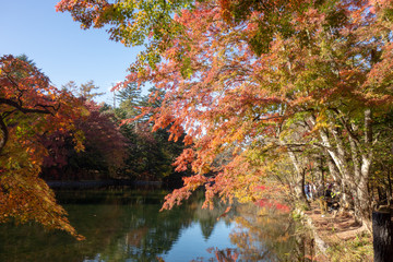 Obraz premium 軽井沢の雲場池と紅葉