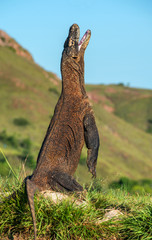 The Komodo dragon (Varanus komodoensis) stands on its hind legs and open mouth. It is the biggest...