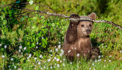 Obraz premium Brown Bear Cub play with birch branch in summer forest among white flowers. Scientific name: Ursus arctos. Natural Green Background. Natural habitat.