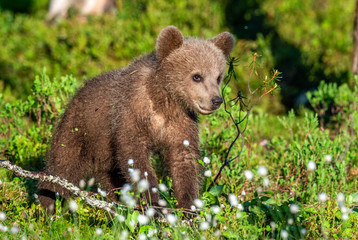 Brown bear cub in the summer forest. Scientific name: Ursus arctos. Natural Green Background. Natural habitat.