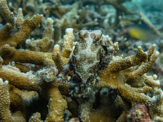 Greater blue-ring octopus (Hapalochlaena lunulata) sitting on top of a hard cora and blending in its surrounding using its camouflage