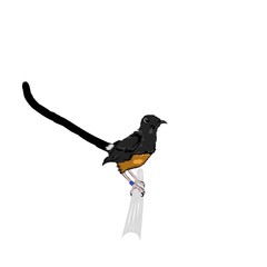 crow on branch
