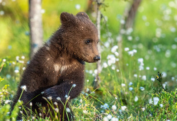 Fototapeta premium Brown bear cub in the summer forest among white flowers. Scientific name: Ursus arctos. Natural Green Background. Natural habitat.