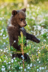 Fototapeta premium Brown bear cub stands on its hind legs in the summer forest among white flowers. Scientific name: Ursus arctos. Natural Background. Natural habitat. Summer season.