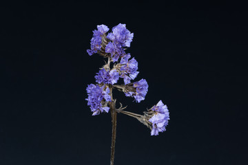 A bunch of purple dried flowers closeup isolated on black background