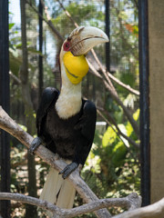 Indonesia, november 2019: Rhinoceros Hornbill, lovely bird in evergreen forest at Bali national park. A wild animal in nature of Asian tropical rainforests.