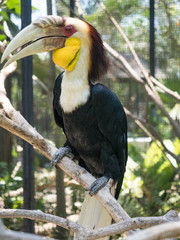 Fototapeta premium Indonesia, november 2019: Rhinoceros Hornbill, lovely bird in evergreen forest at Bali national park. A wild animal in nature of Asian tropical rainforests.