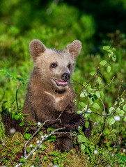 Brown bear cub in the summer forest. Scientific name: Ursus arctos. Natural Green Background. Natural habitat.
