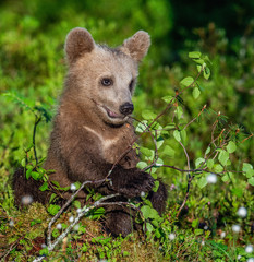 Fototapeta premium Brown bear cub in the summer forest. Scientific name: Ursus arctos. Natural Green Background. Natural habitat.