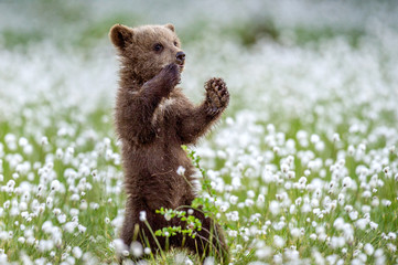 Brown bear cub stands on its hind legs in the summer forest among white flowers. Scientific name: Ursus arctos. Natural Background. Natural habitat. Summer season. © Uryadnikov Sergey