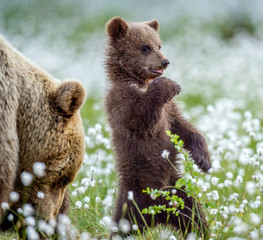 She-bear and cub. Brown bear cub stands on its hind legs in the summer forest among white flowers. Scientific name: Ursus arctos. Natural  Background. Natural habitat. Summer season. © Uryadnikov Sergey