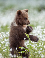 Brown bear cub stands on its hind legs in the summer forest among white flowers. Scientific name: Ursus arctos. Natural Background. Natural habitat. Summer season.