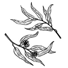 Set of eucalyptus branches on white background. Hand drawn botanical illustration with green contour lines in vector. © Ekaterina Vasina