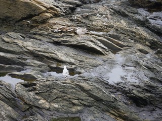 Layered rock formations with water collected in crevices, with two birds perched on the rocks