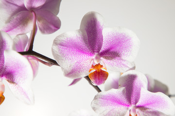 Orquídea Fondo Claro1