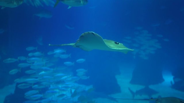 leopard whipray stingray biology 