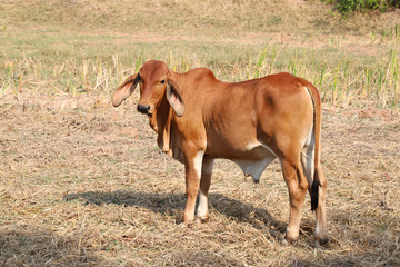 Closeup of brown calf in dry field in sunny day. 