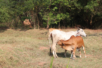 Closeup of brown calf sucking milk from its mother in dry field with natural background in sunny day.