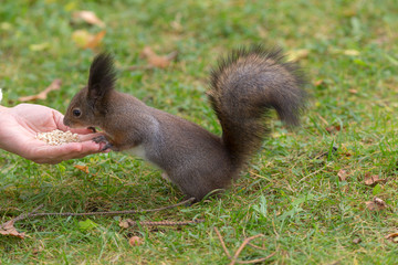 squirrel eats nuts from the palm