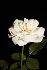 Closeup of beautiful white rose on black or dark background.