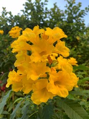 yellow flowers in garden