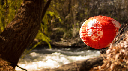 red mushroom in the forest