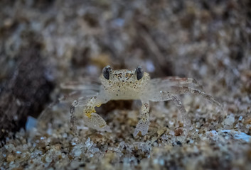 small sea crab