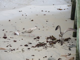 Two birds in the white sandy shores