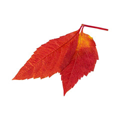 Closeup photo of autumn natural autumn foliage. The leaves are insulated and suitable for background and composition.