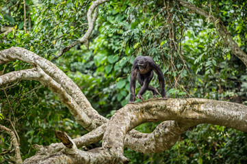 Bonobo on the branch of the tree in natural habitat. Green natural background. The Bonobo ( Pan paniscus)