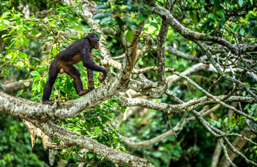 Bonobo on the branch of the tree in natural habitat. Green natural background. The Bonobo ( Pan paniscus) - obrazy, fototapety, plakaty