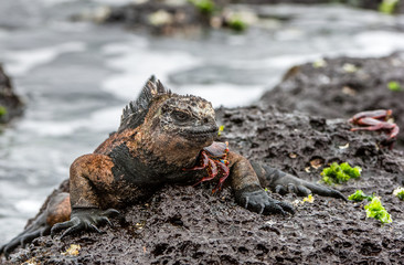 A male of Galapagos Marine Iguana resting on lava rocks (Amblyrhynchus cristatus). The marine...