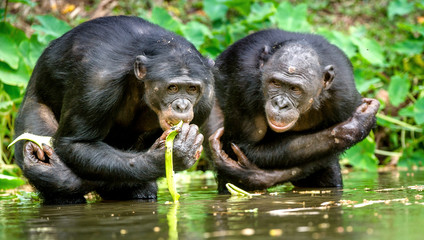 Bonobo in the water. Natural habitat. Green natural background. The Bonobo ( Pan paniscus), called the pygmy chimpanzee. Democratic Republic of Congo. Africa