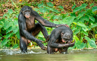 Fighting Bonobos ( Pan paniscus).  The Bonobo ( Pan paniscus), called the pygmy chimpanzee. Democratic Republic of Congo. Africa 