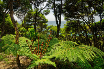 A family of new fern fronds called koru, Abel Tasman National Park, New Zealand.